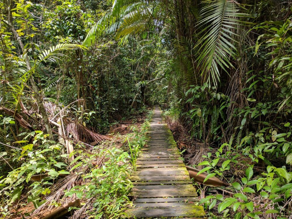Hike Through the Jungle in Bako National Park