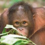 See Wild Orangutans