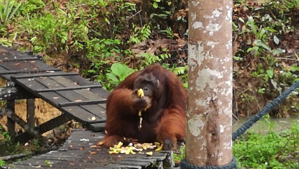 Voir des orang-outans au Semenggoh Wildlife Centre