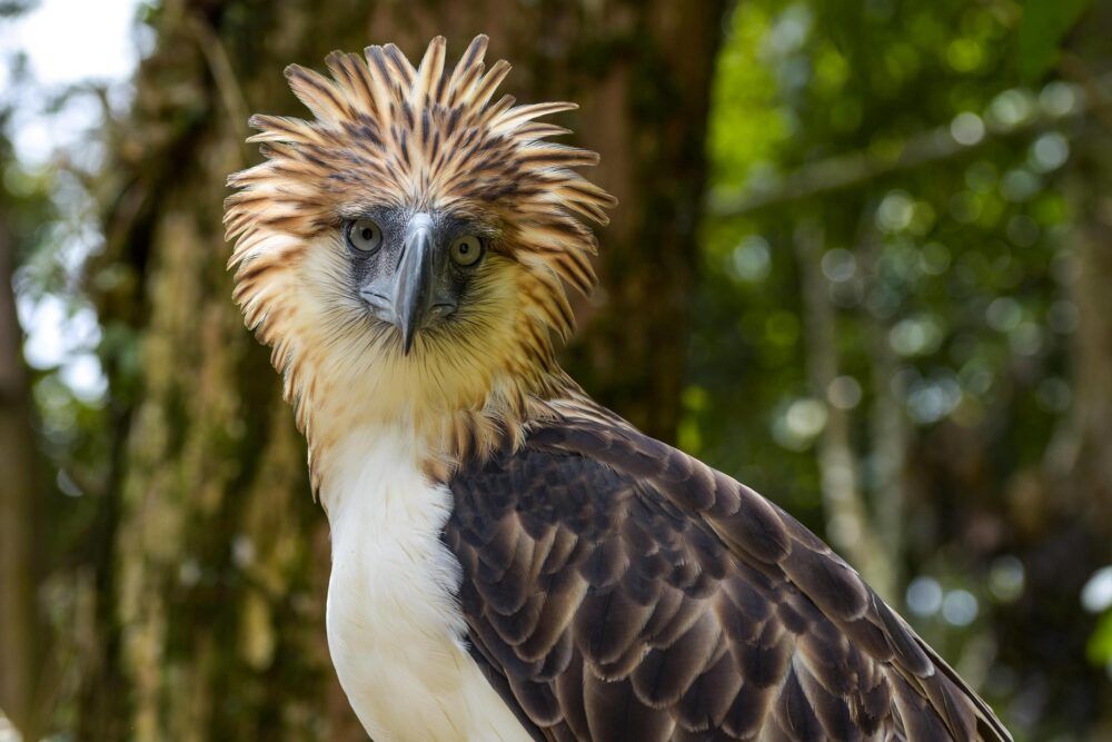 Découvrez les oiseaux les plus rares des Philippines