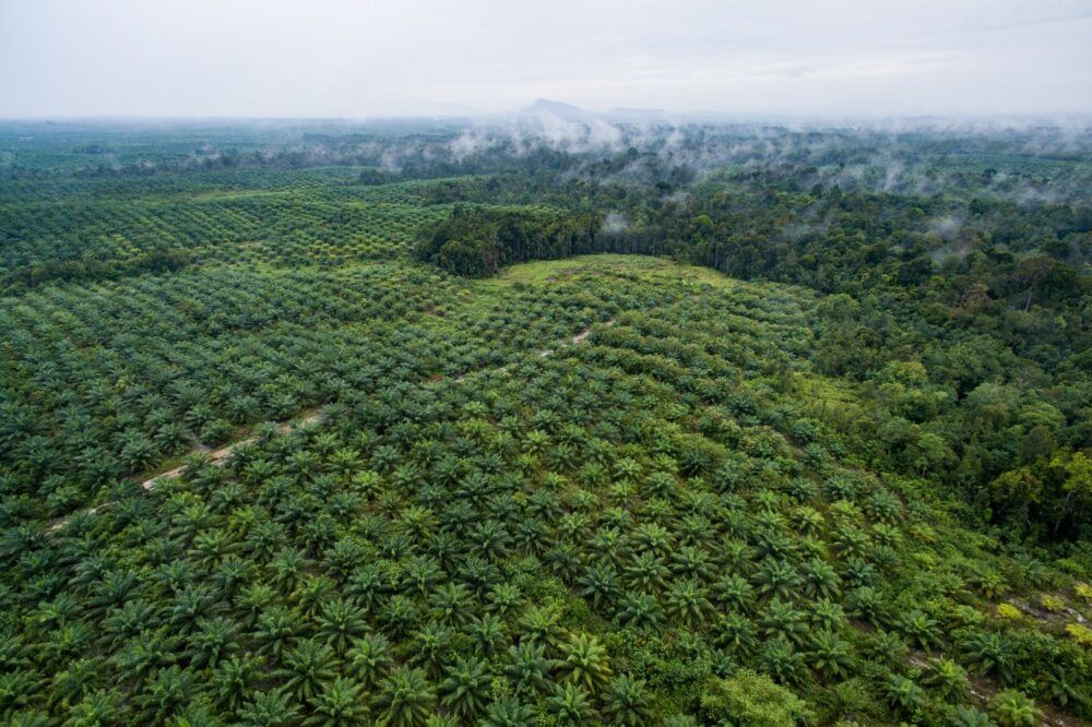 Le problème de l'huile de palme à Sumatra