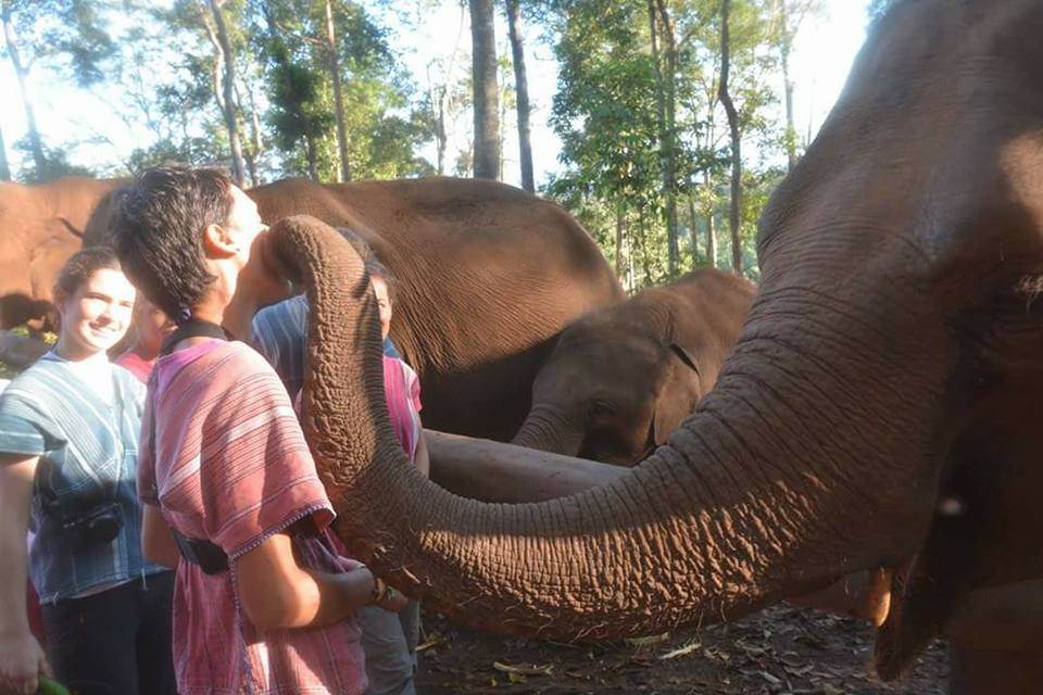 Visite d'un sanctuaire d'éléphants