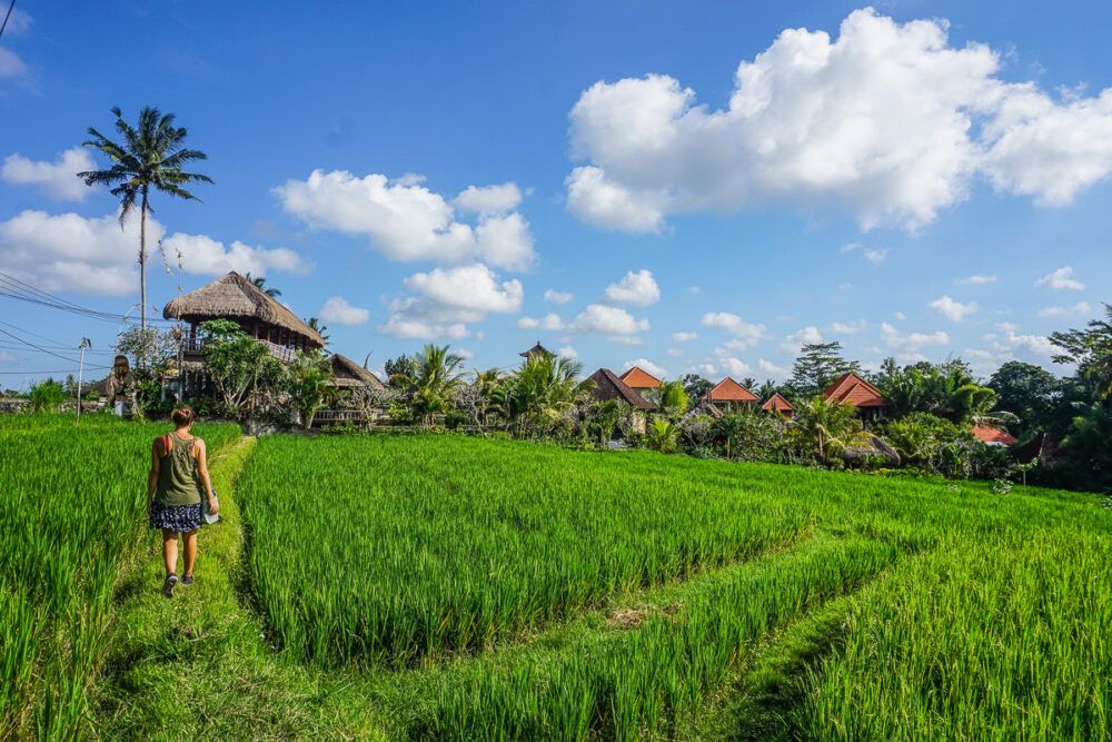 Walk Through Ubud's Rice Fields