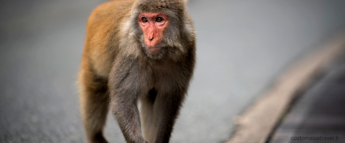 Où peut-on voir des singes en liberté en Thaïlande ?