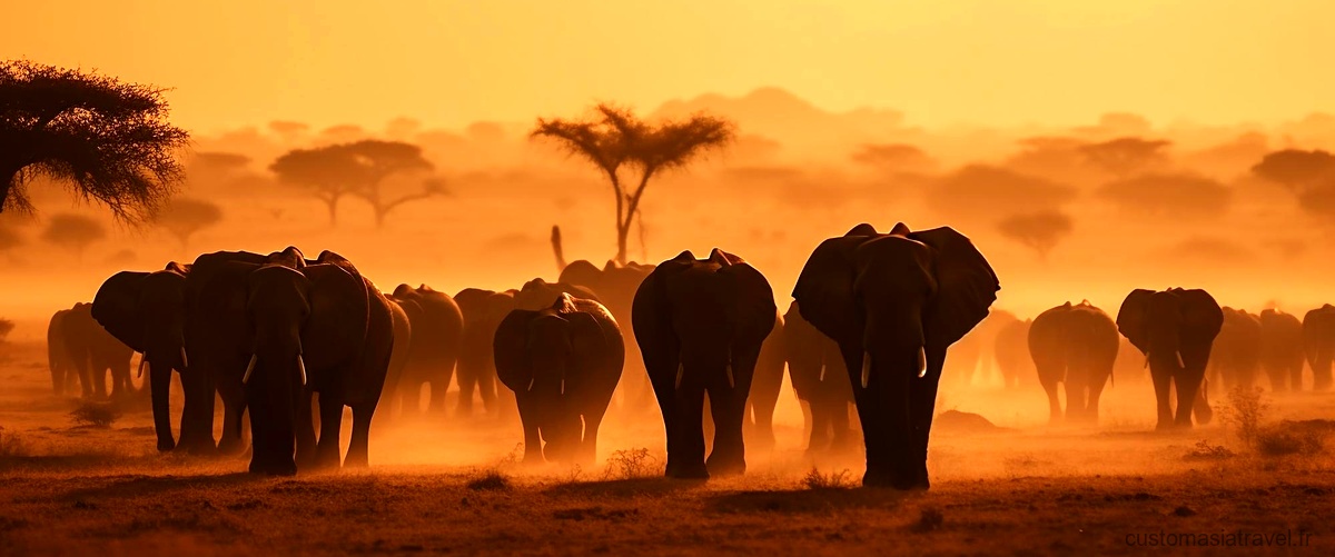 Où trouver des éléphants en Afrique ?