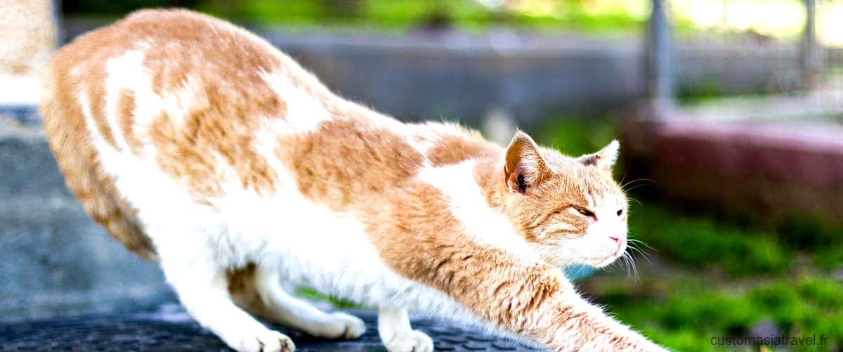 Plongez dans l'histoire fascinante du village de Cat Cat au Vietnam