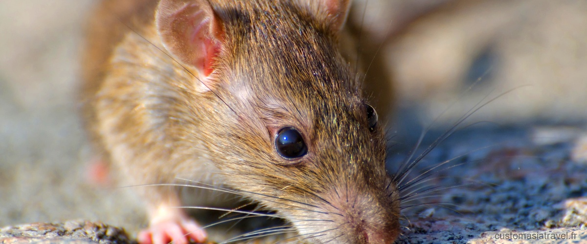 Viande de rat : une nouvelle tendance culinaire qui fait frémir